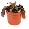 Exotenherz - Pianta carnivora a foglie rosse - Nepenthes - 9 cm