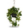 Vandas Scindapsus Aureus Pothos - Pianta Sempreverde da Interno in Basket | Chioma 30 cm | Rampicante o Decombente | Made in Italy