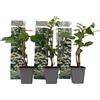 Plant in a Box - Ortensia hydrangea 'Petiolaris' - Set di 3 - Ortensia rampicante - Vaso 9cm - Altezza 25-40cm