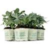 Amori e aromi 6 piante aromatiche (Salvia) per cucinare, per realizzare il tuo orto sul balcone e profumare gli ambienti