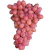 Generico AMDGarden Pianta di Vite Senza Semi Uva Vigna da Tavola Argentina Apirena in Vaso 16 cm