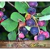 Generic (20) Bacca di Saskatoon, Graines Amélanchier - Amelanchier alnifolia - Combiné S & H: Graines