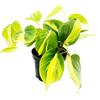 Exotenherz Philodendron scandens Brasil - Rampicante amico degli alberi - bicolore - vaso da 12 cm