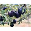 Generico Apple Malus Domestica cult. Black Diamond - 10 semi freschi