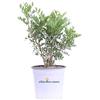 eGarden.store Pianta di Lentisco Pianta di Pistacia Lentiscus pianta da esterno pianta da giardino cespuglio di lentisco pianta ornamentale pianta vera venduta da eGarden.store (Vaso 17 cm)