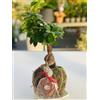 VIVAIO GARDEN FOREST Kokedama Bonsai Ficus - Pianta Ornamentale in Sfera di Muschio Stile Giapponese - Bonsai Ficus da Interno Decorativo - Kokedama Artigianale