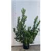 Vivai Decandia Giovanni PIANTA DI CORBEZZOLO ARBUTUS UNEDO IN VASO24 cm (foto reale) ALTEZZA 80 CM