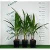 Vivaio di Castelletto Palma californiana Washingtonia filifera pianta in vaso 2 litri h 60/80 cm FOTO REALI Vivaio di Castelletto