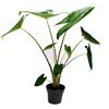 Exotenherz - Alocasia zebrina - foglia di freccia tigre - vaso da 14 cm - altezza 35-45 cm