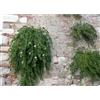 GT BIO Pianta Cappero bellissima Terre di Romagna vaso 14cm Made in Italy