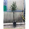 Generico Pianta di Limone Caviale, Finger Lime, H120cm, fit.14/35. Color Mix, Agrumi (ROSA)