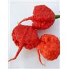 SemiGratis Semi di 4 varietà di Peperoncino - Carolina Reaper - Habanero Chocolate - Tondo Dolce - Bacio di Satana