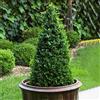 GardenersDream Piramide di Bosso - Arbusto Buxus | Pianta da giardino sempreverde 60-70cm, ideale per topiaria esterna.