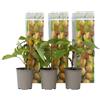 Plant in a box - Kiwi Actinidia 'Jenny' - Set di 3 - Piante di kiwi - Vaso 9cm - Altezza 25-40cm