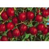 Vivaio Garden Forest Uva Spina Rossa (Ribes uva-crispa) - Pianta da Frutto H ca. 60-80 cm in Vaso Ø18 cm - Frutti di Bosco Dolci e Diuretici - Coltivabile anche in Vaso