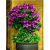 Generic Semi Freschi Di Geranio Rampicante Da Piantare Viola Confezione Da 100 Semi