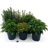 POWERS TO FLOWERS - 6 AROMATICHE BIO: ROSMARINO, TIMO LIMONE, SALVIA, MAGGIORANA, ORIGANO, MENTA MOJTO, piante vere