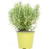mgc24 Rosmarin, piante fresche in vaso da 14 cm, rosmarino officinalis, altezza ca. 10 cm, 3 pezzi