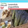 SAFLAX - Confezione regalo - Lavanda - 150 semi - Lavandula angustifolia
