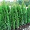 Vivaio di Castelletto Tuia smeraldo Thuja occidentalis Smaragd pianta da siepe sempreverde in vaso ø19 cm h. 50/60 cm Siepe Vivaio di Castelletto