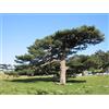 Generico 20 Semi di Pino Corso (Pinus Nigra Laricio)
