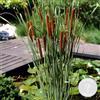 Bloomique - Typha Latifolia - Tifa Maggiore - Mazza Sorda - Pianta da Stagno - Resistente al Freddo - Zona 2-3 - Alta 15-25 cm - Vaso 9 cm