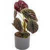 Vivaio Garden Forest, Alocasia cuprea Red Secret - Pianta da interno tropicale, Foglie rosso metallico effetto rame, Compatta e super decorativa, Vaso 14 cm, H 35-40 cm, Coprivaso non incluso
