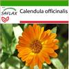 SAFLAX - Calendula - 50 semi - Con substrato - Calendula officinalis