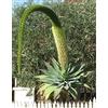 Generic Agave Attenuata Subsp.Attenuat a Foxtail Agave 5 fresh seeds