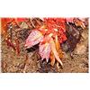 Seeds & Plants Shop by Ipsa Pezzi - 10x Zingiber Rubens Bengala Zenzero Giardino Piante - Seme ID175 - Seeds & Plants Shop by Ipsa