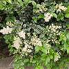 Generic ligustro da siepe sempreverdi Ligustrum lucidum decorazioni da giardino resistenti resistenti in vaso appartamento che purificano l'aria in vaso balcone rare decorazioni 60semi
