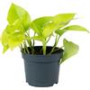 Flowerbox Efeutute - Pianta d'appartamento facile da pulire, Epipremnum pinnatum 'Golden Pothos', altezza ca. 15 cm, diametro vaso 12 cm