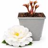 POWERS TO FLOWERS - PAEONIA ERBACEA, PEONIA BIANCA, PIANTA DI 2 ANNI, pianta vera