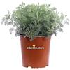 eGarden.store pianta di Artemisia Camphorata pianta da esterno pianta da giardino pianta ornamentale di Artemisia Camphorata pianta profumata pianta vera venduta da eGarden.store