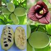 Generico Vivaio Garden Forest Pianta Banano di montagna del Nord, Asimina Triloba Sunflower, Pianta Innestata; Pianta Autofertile, H60cm, Paw Paw, Pianta crescita lenta, Impollinatore, Pianta vera