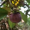Generic 10 pz Semi di mangostano, mangostana, vaso bonsai, piante da interno, Garcinia mangostana, Piante da appartamento per la purificazione dell'aria, protezione degli alberi in inverno