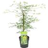 Bloomique - Acer Palmatum Emerald Lace - Acero Giapponese - Foglia Verde - Pianta da Giardino - Resistente al Freddo - Alta 50-70 cm - Vaso 19 cm
