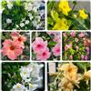 Generic Mandevilla Dipladenia - semi interni giardino interni scalatrici resistenti selvatici giardino balcone decorazione salotto 400pcs
