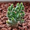 Generic 100 Semi di piante di Albuca spiralis vasi per piante purificatori d'aria per piante da appartamento Albuca namaquensis semi, piante da giardino, piante perenni resistenti