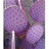 Opuntia violacea v. Santa Rita seedsedible viola fico d'India CombSH C52
