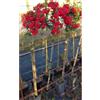 Vivaio di Castelletto Piracanta rossa Pyracantha coccinea Agazzino pianta ad Alberello da siepe in vaso 2 litri h. 1 metro circa con canna FOTO REALE Vivaio di Castelletto
