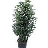 Vivaio Garden Forest, Lauroceraso Caucasica (Prunus laurocerasus) - 50 piante di arbusto sempreverde per siepi, Foglie grandi verde lucido, Fiori bianchi aprile-maggio, 4-6 m