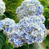 Generic Semi di ortensia resistenti - giardino perenni,selvatici all'inverno, 250pcs