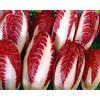 Generic Radicchio di Treviso Rossa Cichorium Intybus Seeds Pack of 200 : Package Contain Seeds Only