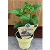 Generico Monarda didyma BIO su vaso cm 12 in confezione da 2 piante