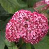 le Georgiche Vivai le Georgiche - Pianta vera di Hydrangea arborescens Pink Annabelle Hydrangea arborescens 'Ncha1' Ortensia 'Pink Annabelle', Ortensia 'Invincibelle' - vaso Ø 18 cm