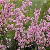 Generic Semi di mandorlo, semi di Prunus triloba, decorazione da giardino per esterni da esterno resistenti autunnali resistenti giardino di arbusti 25pcs