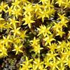 Arborix 6 x Sedum Acre - Perenni Vaso 9cm x 9cm