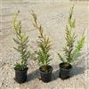 Generic Cipresso Cupressocyparis leylandii, 15 piante con altezza 30/40 cm, vaso 7