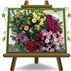 EURO PLANTS VIVAI Garofanino Pianta Ornamentale Vaso 14 cm